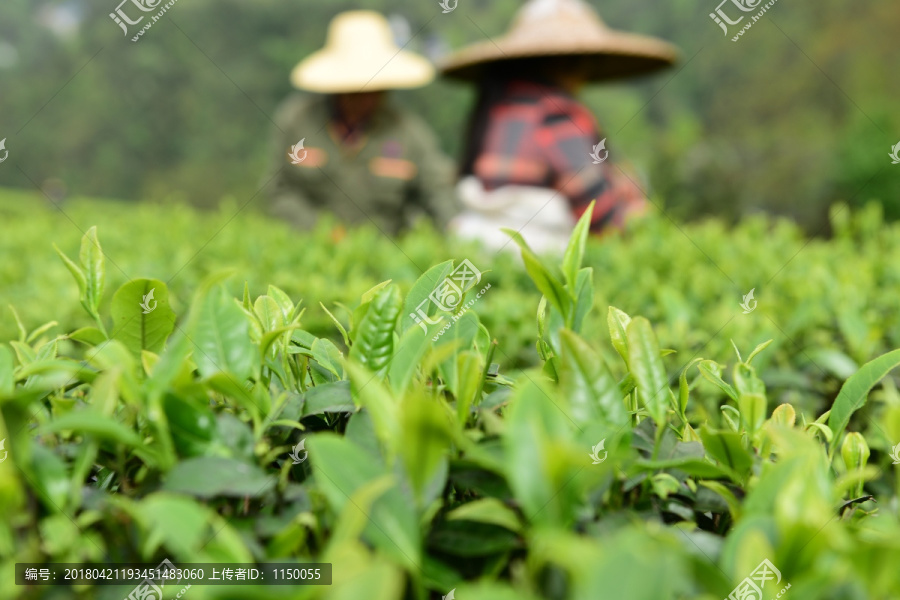 采茶农民