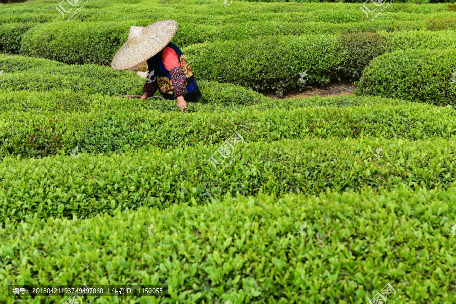 茶叶采摘