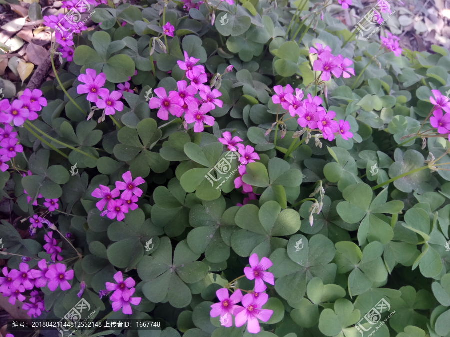 红花酢浆草