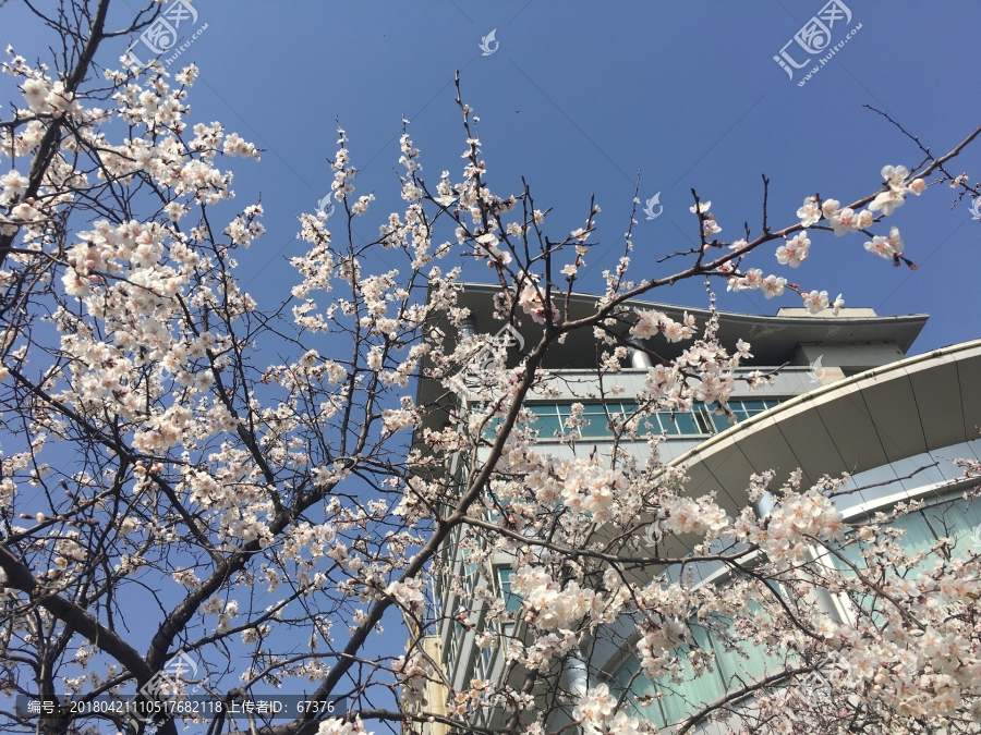 风景,梨花