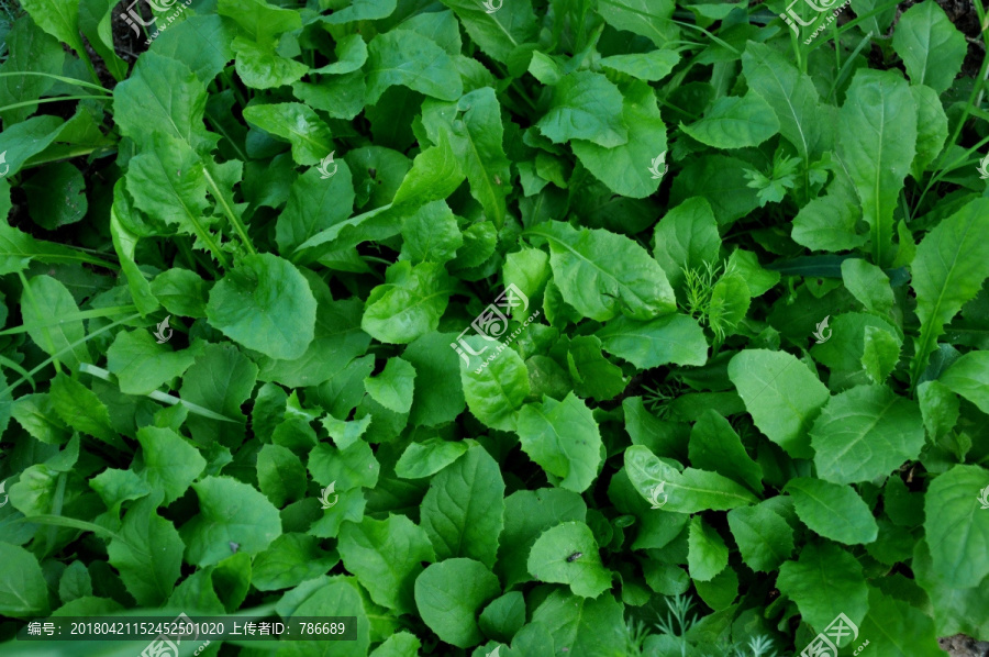 鲜嫩的野菜