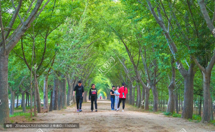 林荫道,春天的时光隧道