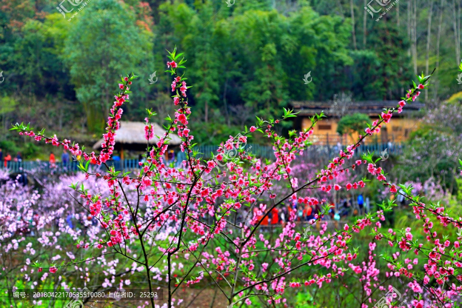 桃花,山野,田园