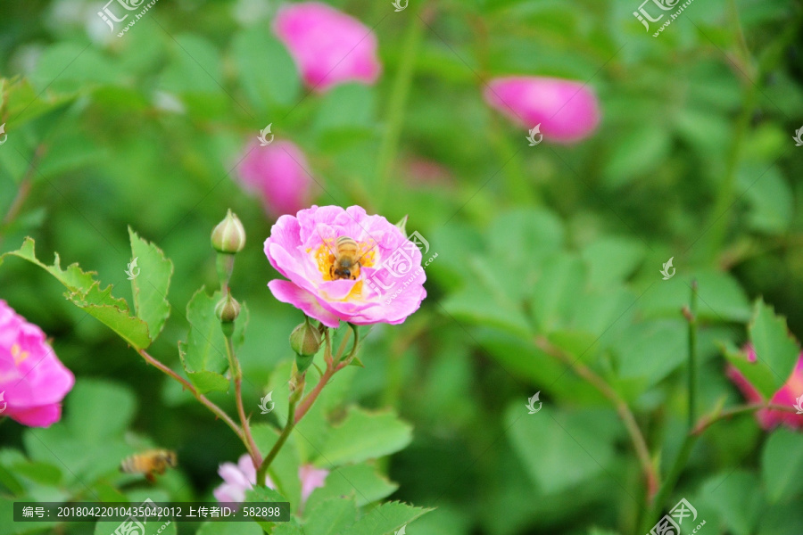 蔷薇花开