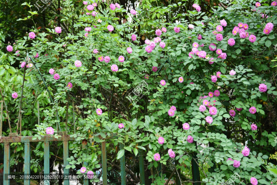 铁栅栏蔷薇花