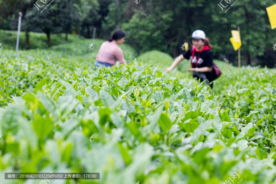 茶园采茶