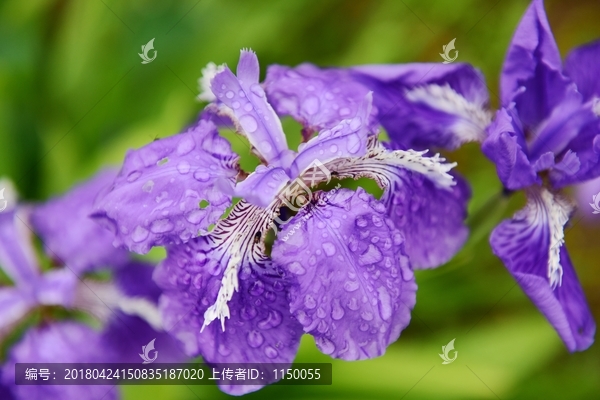 鸢尾花