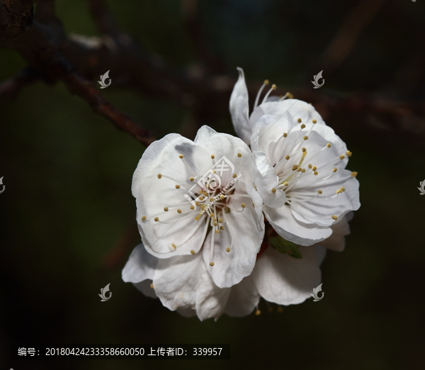 梅花,春梅,寒梅,小桃红,花