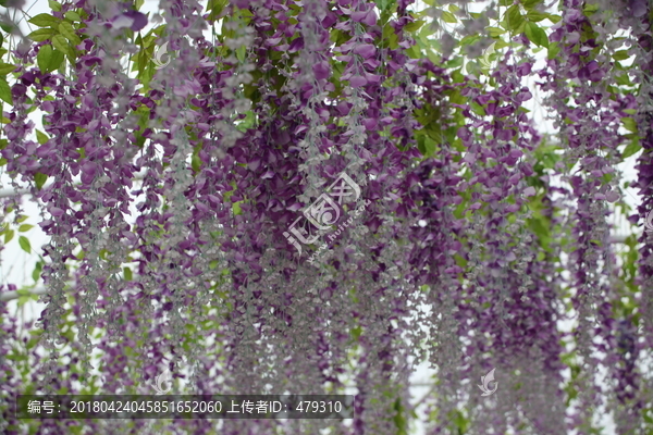 紫藤,紫藤花,紫藤树