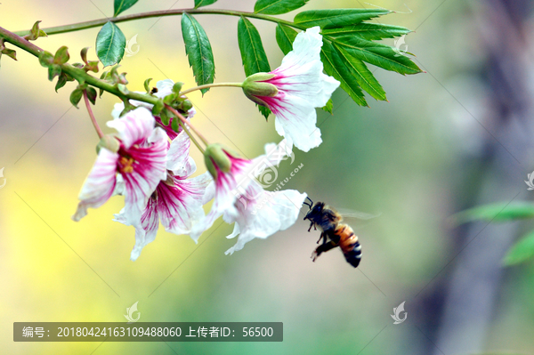 春天的花朵