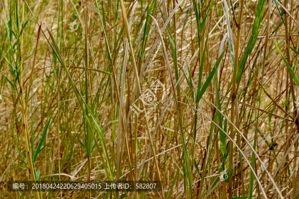 野草