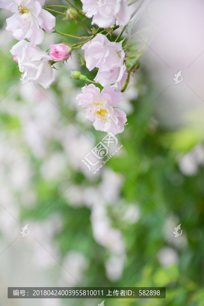 粉白色蔷薇花