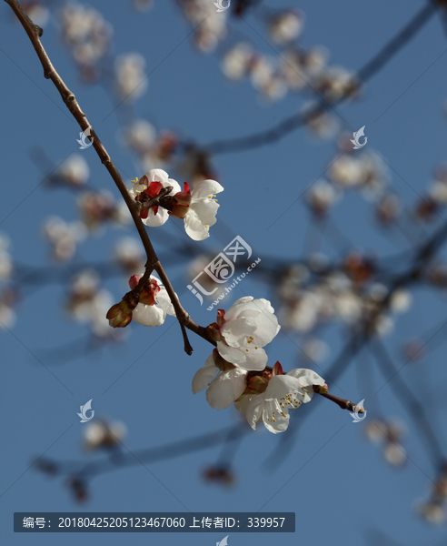 梅花,春梅,寒梅,小桃红,花