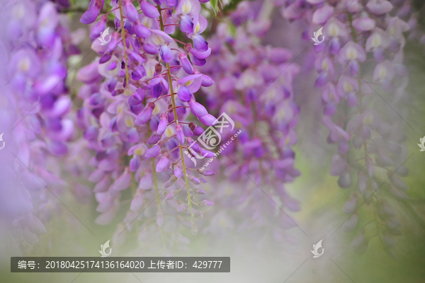 浪漫紫藤花