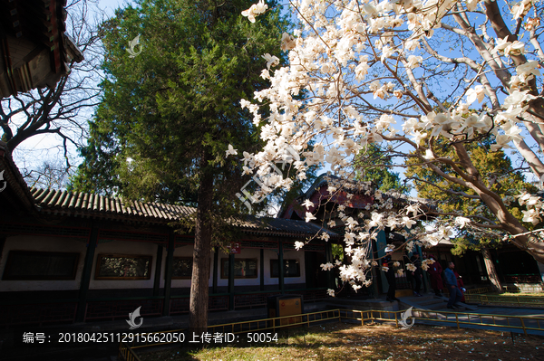 颐和园玉兰花开