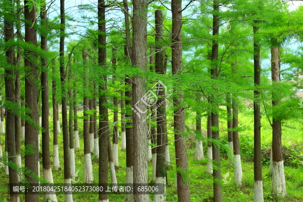针叶林,杉树,森林,绿森林,树