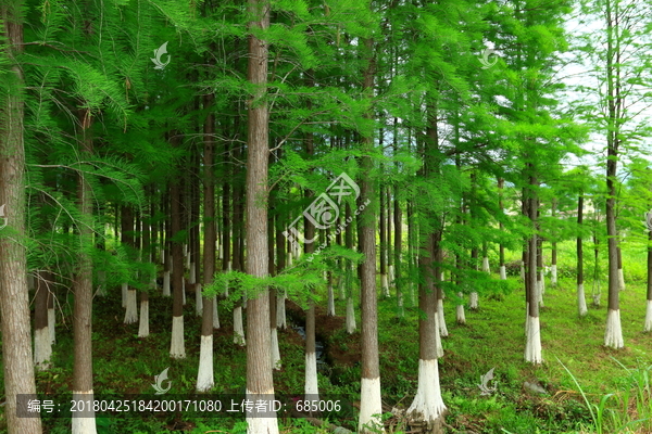 针叶林,杉树,森林,绿森林,树