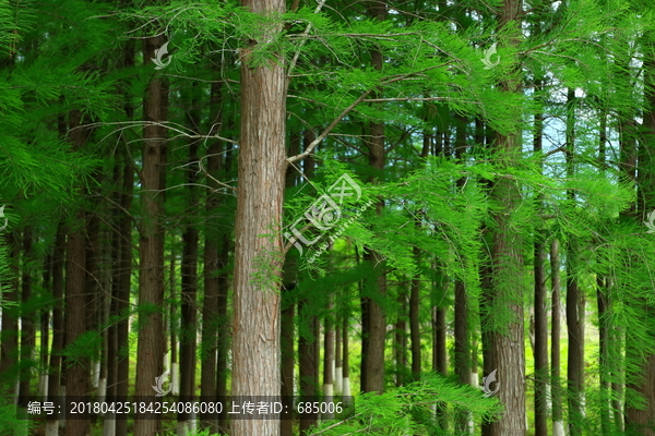 针叶林,杉树,森林,绿森林,树