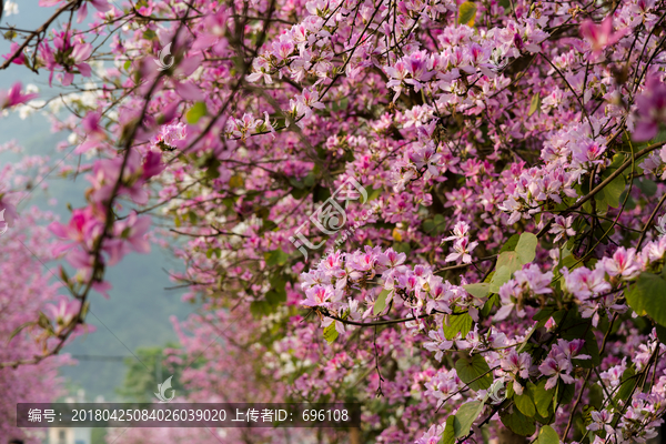 紫荆花