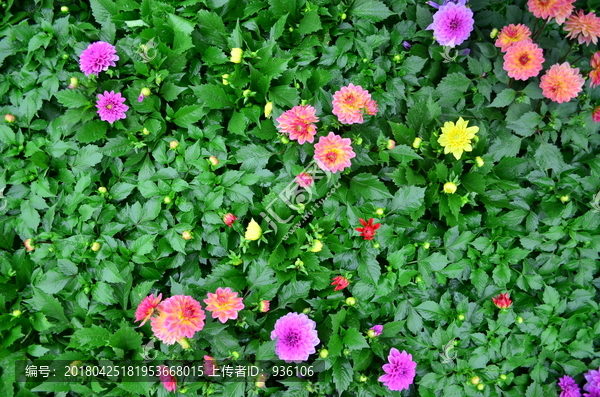 花墙,绿植墙,植物墙