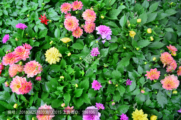 花墙,绿植墙,植物墙