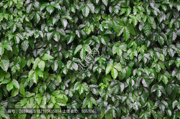 绿植墙,植物墙