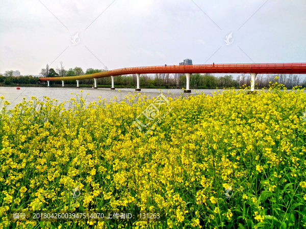 金华婺江江岸油菜花彩虹桥