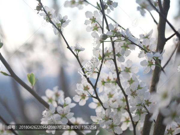 樱花树