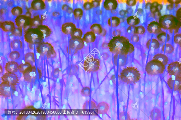 蒲公英油畫
