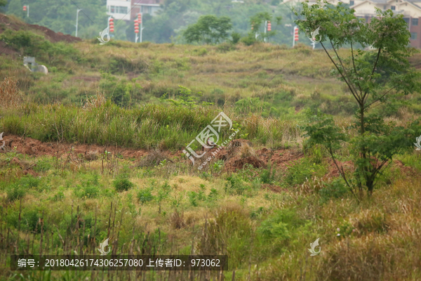 生境,雉鸡