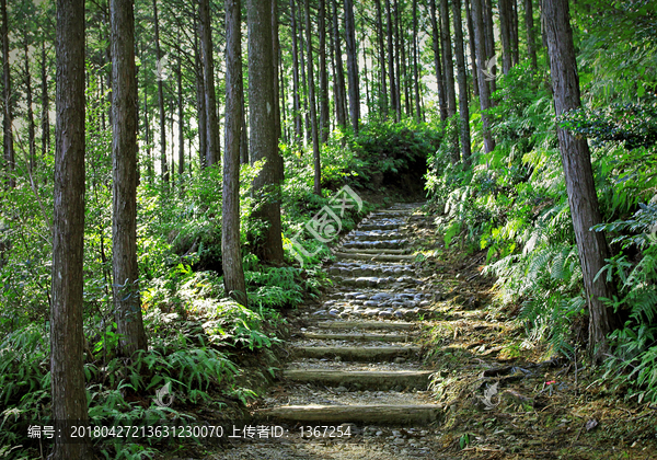 树林小路