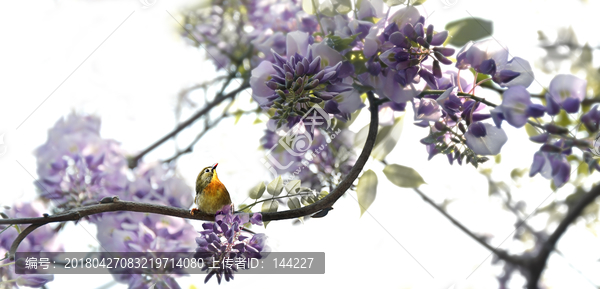 紫藤与鸟