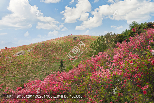 映山红