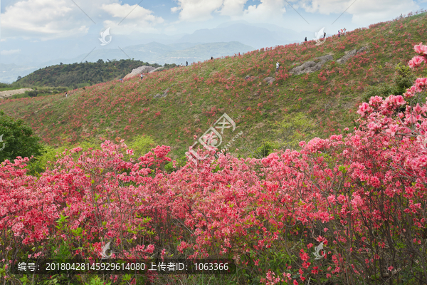 映山红