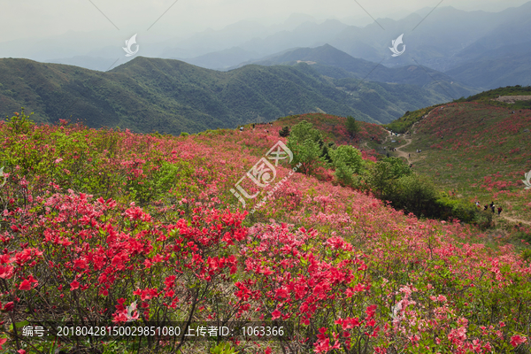 映山红