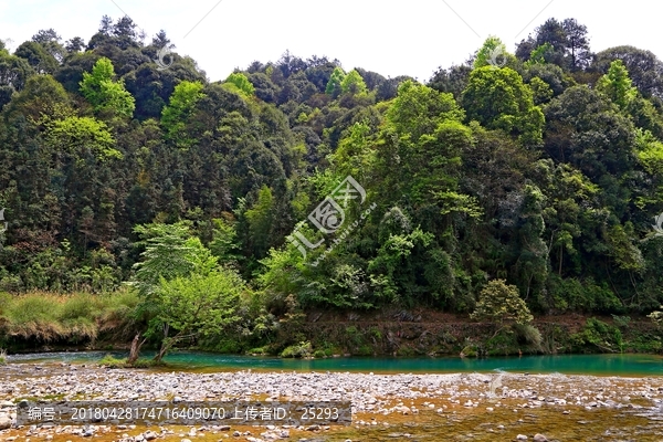 绿树,碧水,浅滩