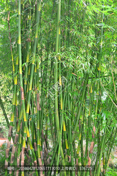 植物素材,翠竹,竹海,竹林