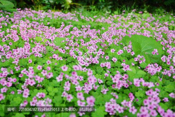 粉色小花背景