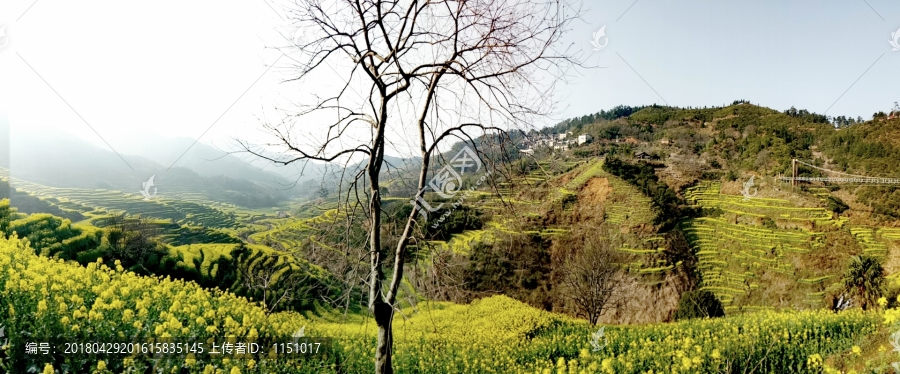 婺源篁岭油菜花