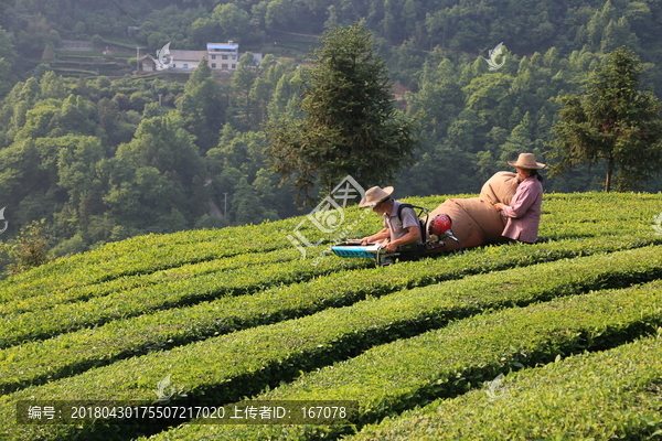 采茶人