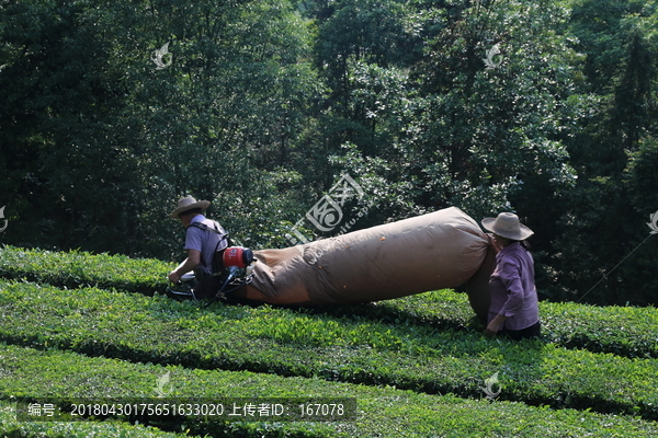 采茶人