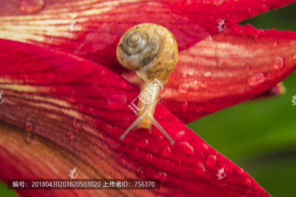 蜗牛和红花