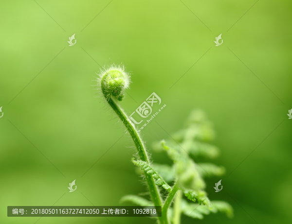 蕨类植物高清特写