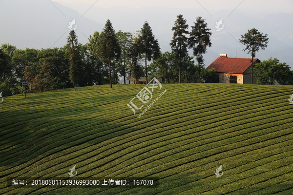 高山茶园