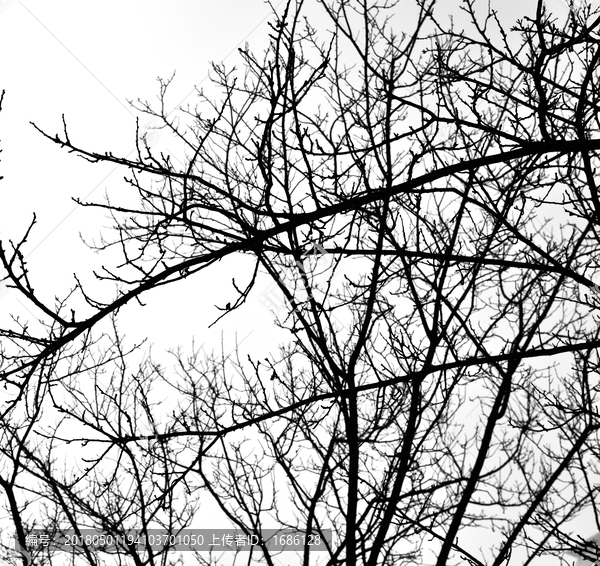 冬天的树枝剪影