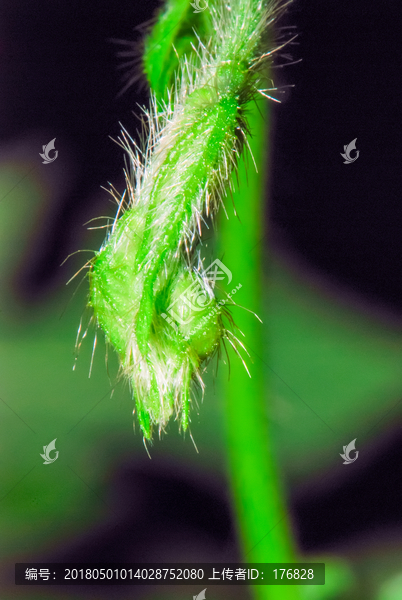 植物嫩芽