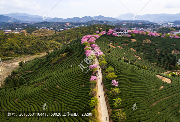 永福樱花园