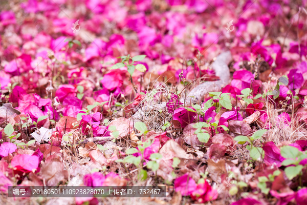 花卉背景素材