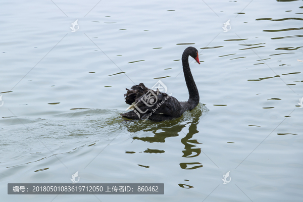 黑天鹅嬉水