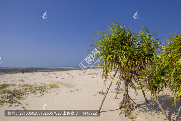 露兜树海边灌木